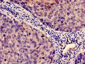 IDO1 Antibody