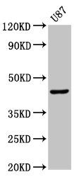 IDO antibody