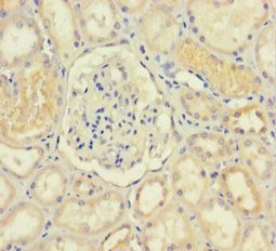 IDO2 Antibody