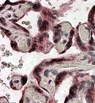 Goat anti-IDS Antibody