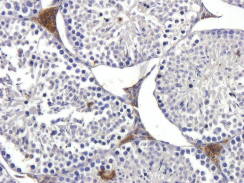 Iduronate 2 sulfatase antibody