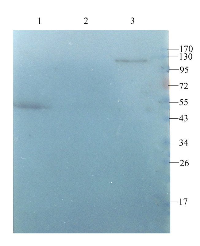 Iduronate 2 sulfatase antibody