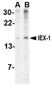 IEX-1 Rabbit Polyclonal Antibody