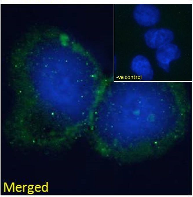 Goat anti-BLNK / SLP-65 Antibody