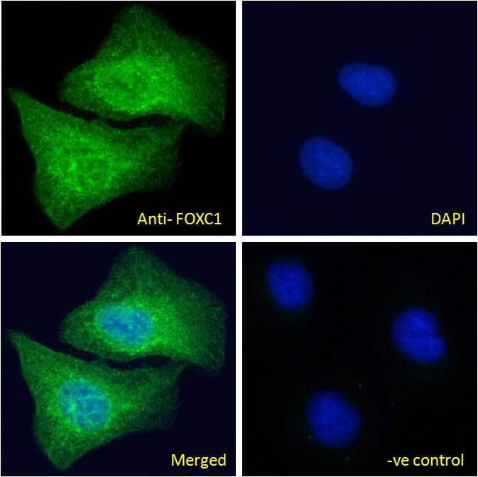 Goat anti-FOXC1 (C Term) Antibody