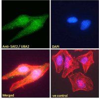 Goat anti-SAE2 / UBA2 Antibody