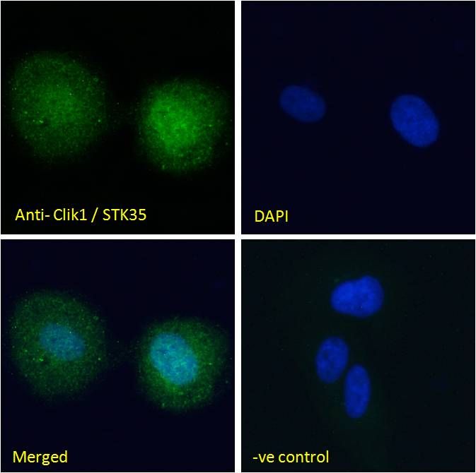 Goat anti-Clik1 / STK35 Antibody