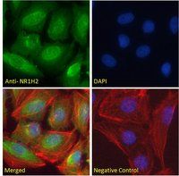 Goat anti-LXR beta / NR1H2 Antibody