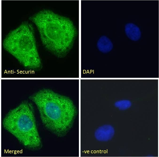 Goat anti-Pituitary tumor-transforming 1 / Securin Antibody