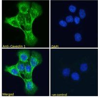 Goat anti-Caveolin 1 Antibody