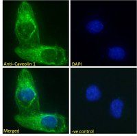 Goat anti-Caveolin 1 Antibody