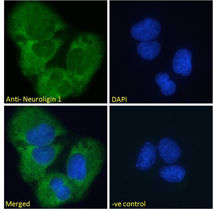 Goat anti-Neuroligin 1 Antibody