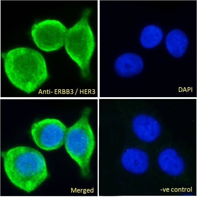 Goat anti-ERBB3 / HER3 Antibody