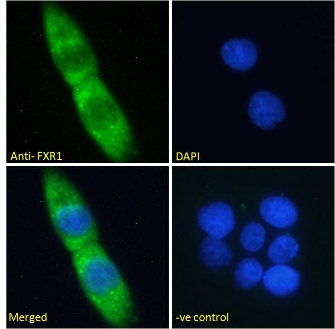 Goat anti-FXR1 Antibody