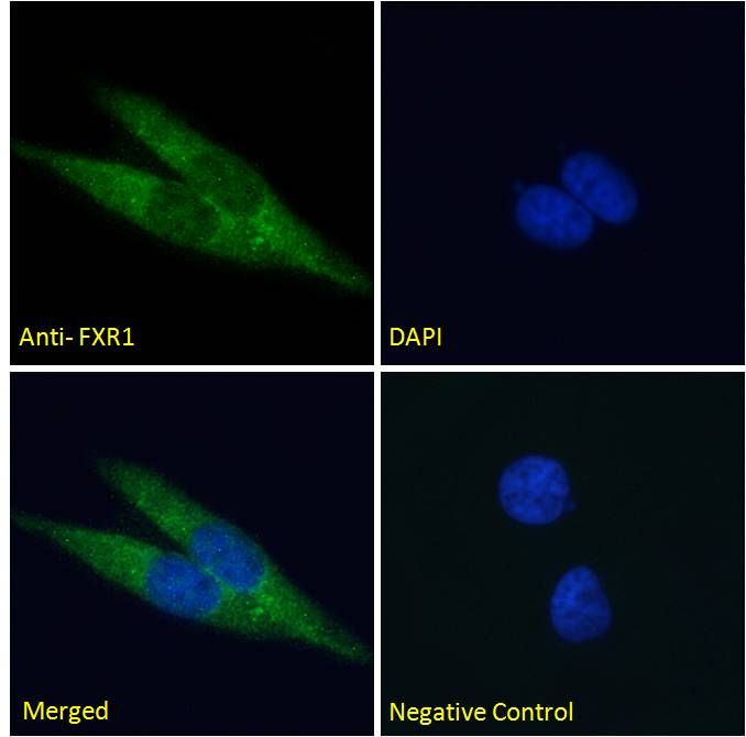 Goat anti-FXR1 Antibody