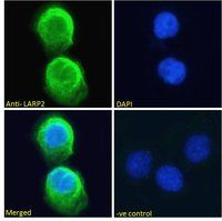 Goat anti-LARP2 / LARP1B Antibody