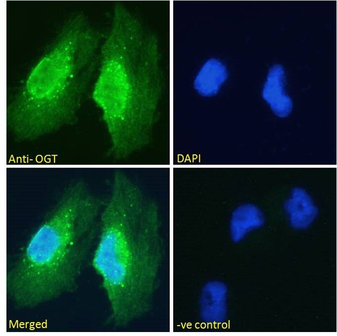 Goat anti-OGT Antibody
