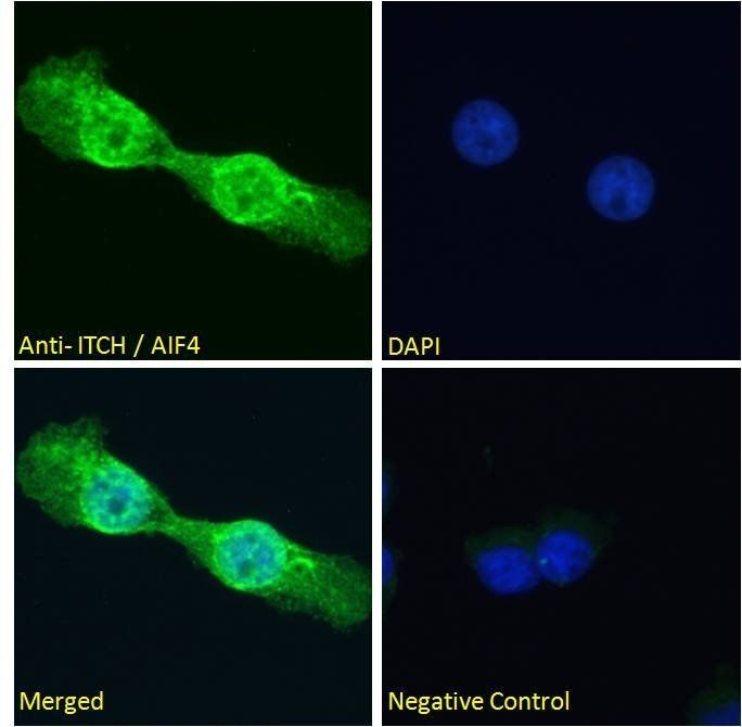 Goat anti-ITCH / AIF4 Antibody