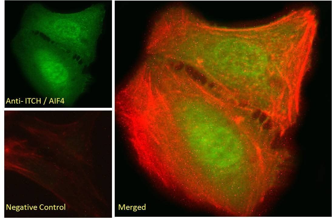 Goat anti-ITCH / AIF4 Antibody