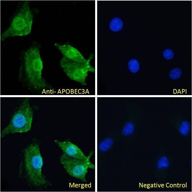 APOBEC3A antibody