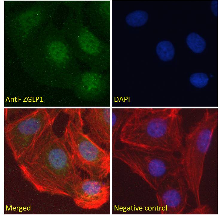 Goat anti-ZGLP1 Antibody