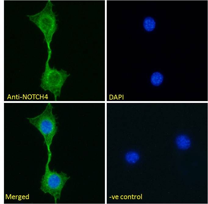 Goat anti-NOTCH4 (aa1261-1273) Antibody