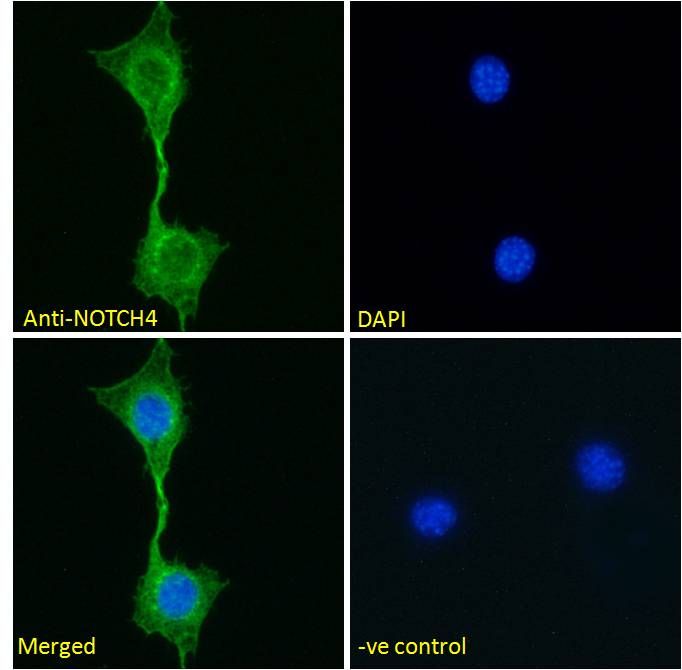 NOTCH4 antibody