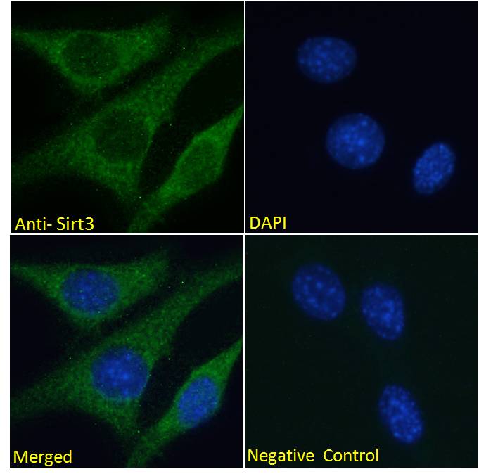 Goat anti-Sirtuin 3 (mouse) Antibody