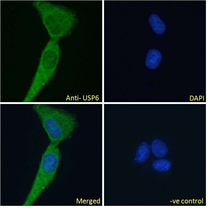 USP6 antibody