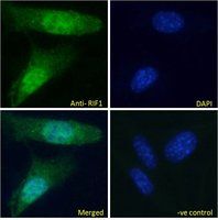 RIF1 antibody