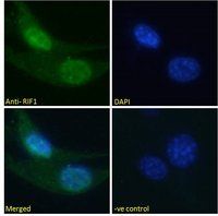 RIF1 antibody