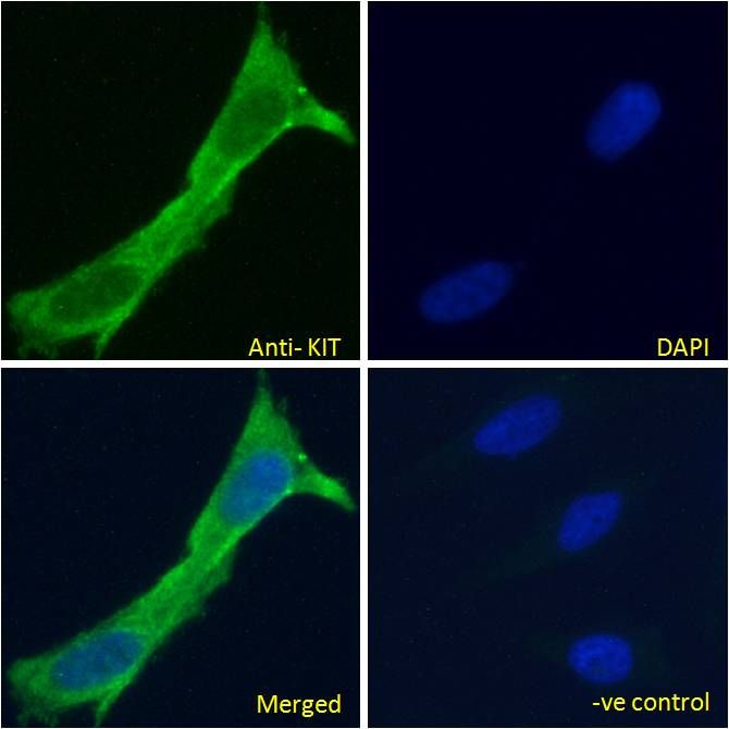 c-Kit antibody