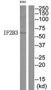 IF2B3 Antibody