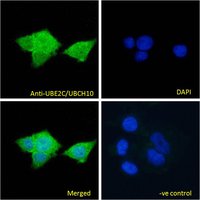 Goat anti-UBE2C / UBCH10 Antibody