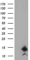IFI35 Antibody