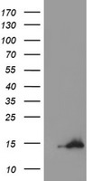 IFI35 Antibody
