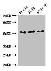 IFI44L antibody