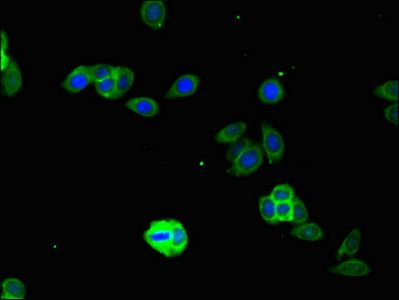 IFIH1 antibody