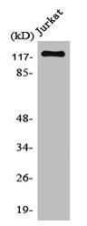 IFIH1 Antibody