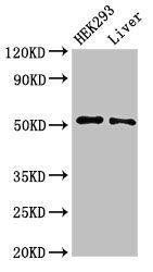 IFIT2 Antibody