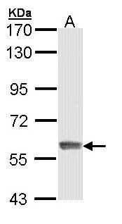 IFIT3 antibody