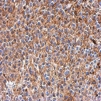 IFIT3 antibody