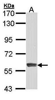 IFIT3 antibody