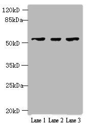 IFIT5 Antibody