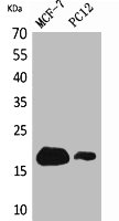 IFITM1 Antibody