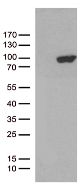 IFITM2 Antibody