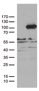 IFITM2 Antibody