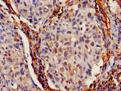 IFITM2 Antibody