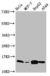 IFITM2 antibody