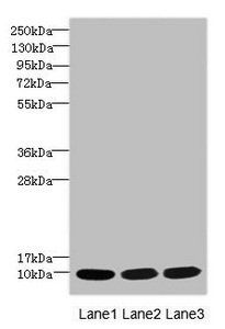 IFITM2 Antibody